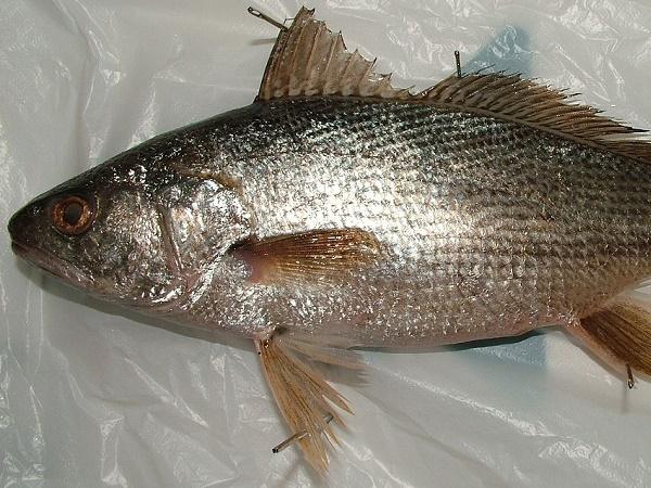 Cassava Fish 1Kg